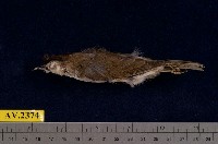 藏品(冠羽畫眉)的圖片